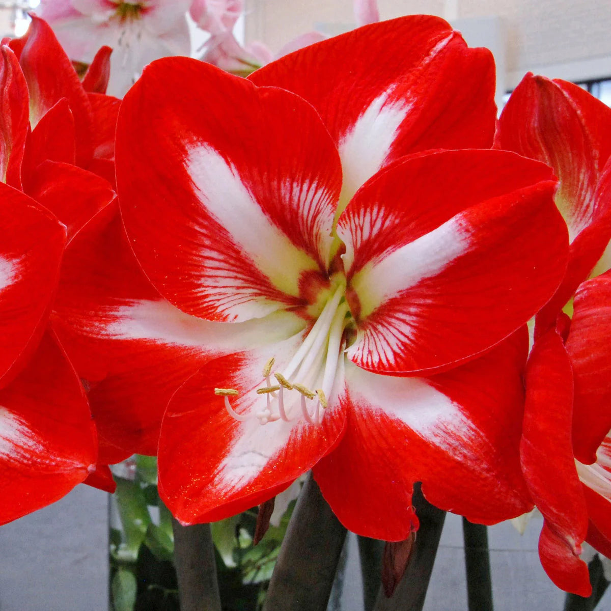 Red and White Delight Amaryllis Trio Seeds